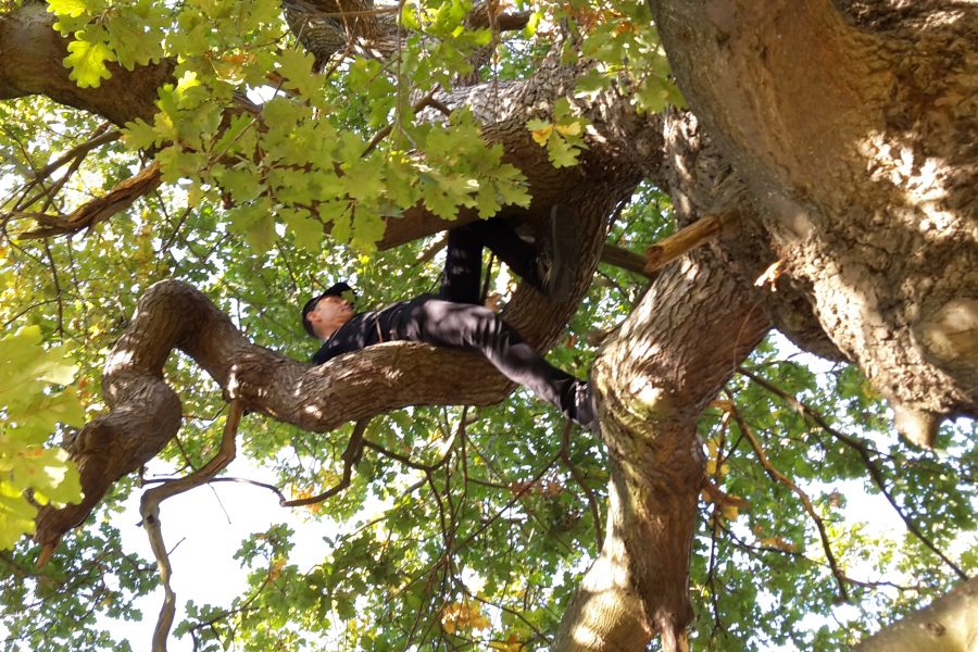 man in a tree